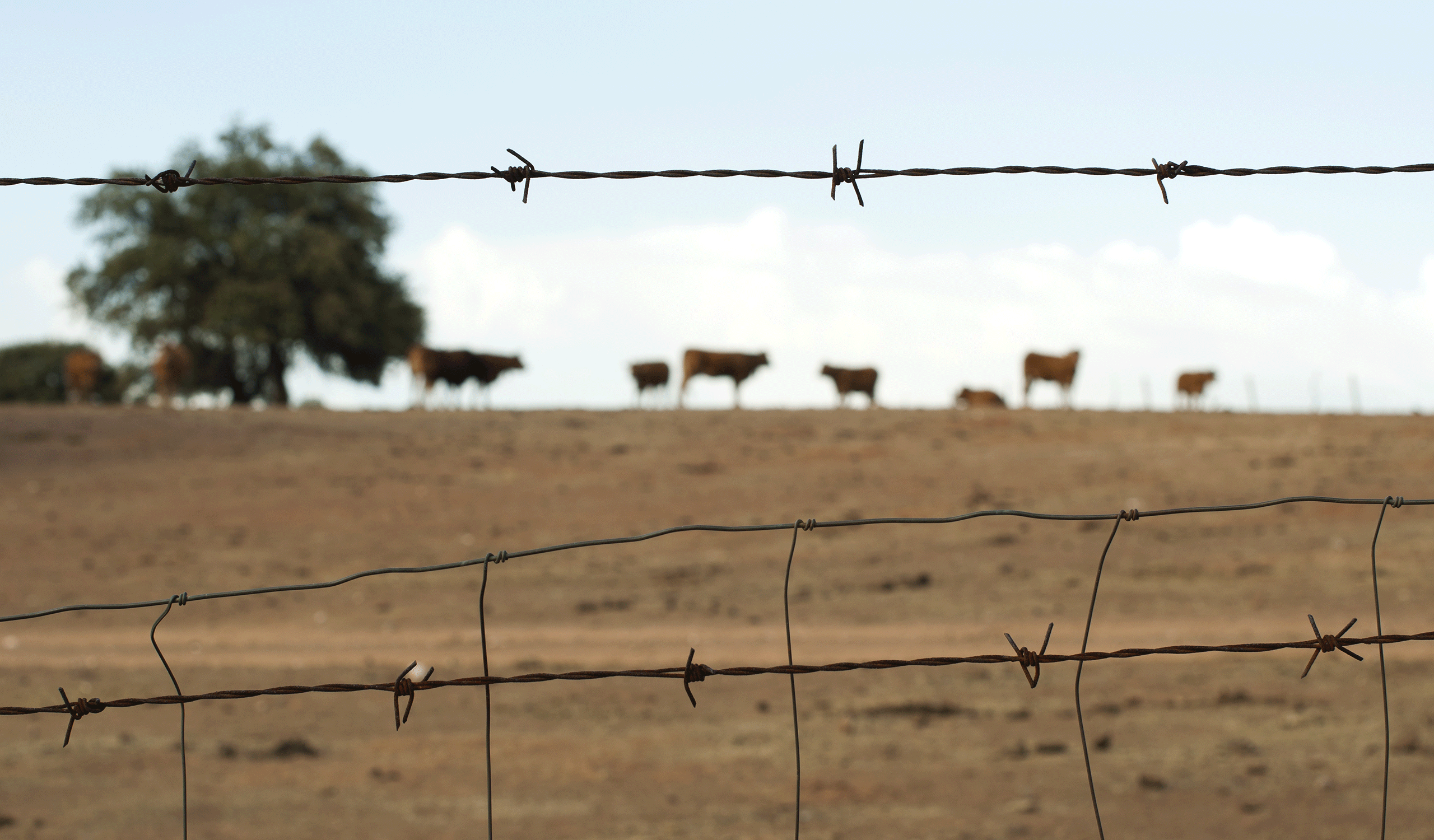 Texas drought